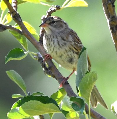 Chipping Sparrow