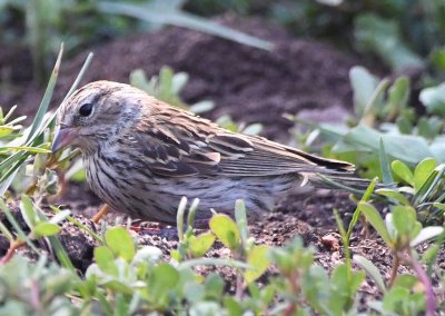 There were lots of young Chipping Sparrows on the ground.