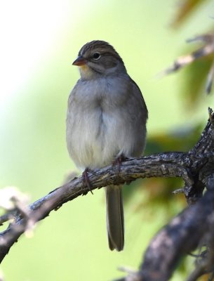 Adult Chipping Sparrow