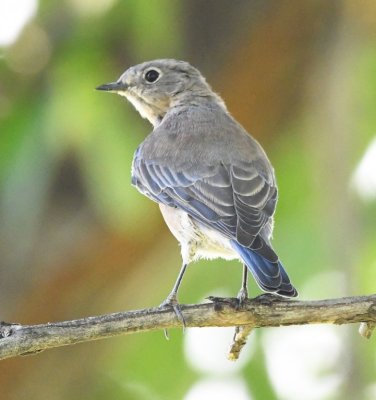 Western Bluebird