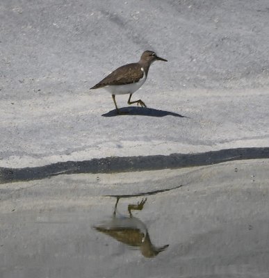 This Spotted Sandpiper was walking along the water's edge.