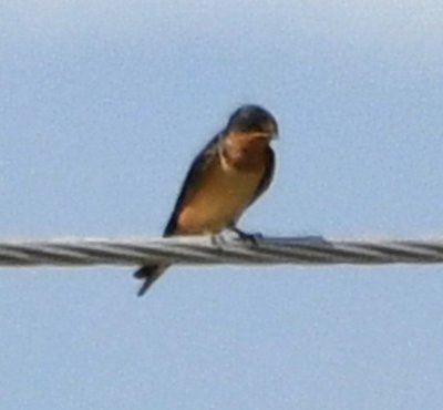Barn Swallow