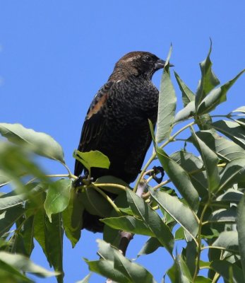 Red-winged Blackbird