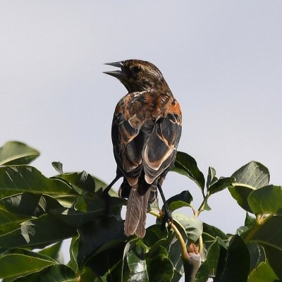Red-winged Blackbird