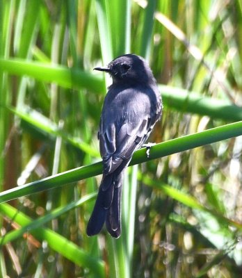 Black Phoebe