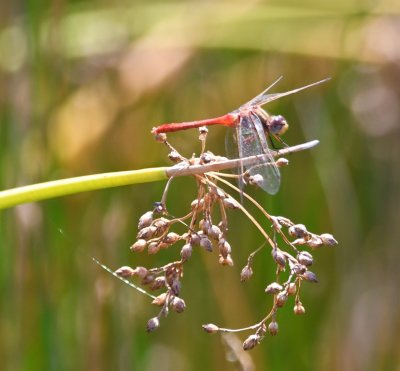 Dragonfly