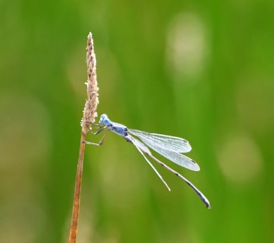 Damselfly