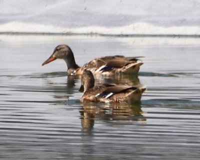 Mallards in the retention pond at the casino