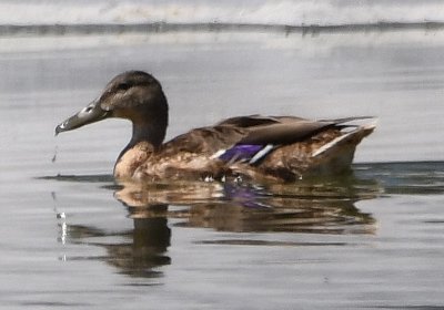 This bird has a very dark bill for a Mallard.