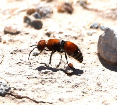 Velvet Ant