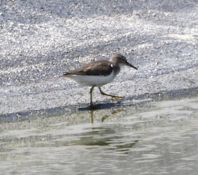 Spotted Sandpiper