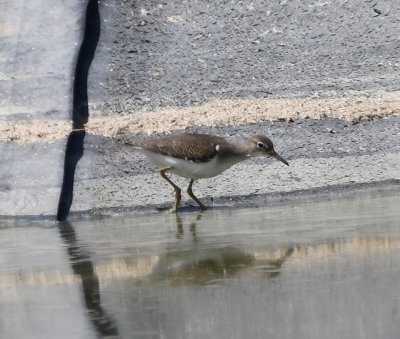 Spotted Sandpiper