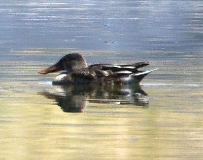 Retracing our steps, we found the turn for the water treatment facility and another rubber-lined reservoir, with ducks like this Northern Shoveler.
