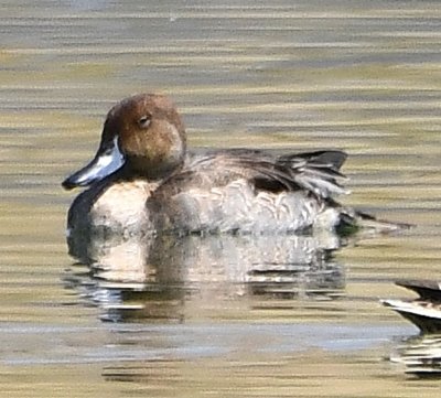 Adult female or juvenile Redhead