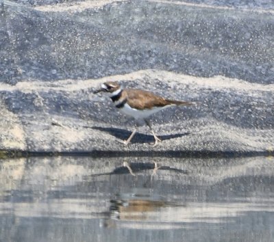 Killdeer