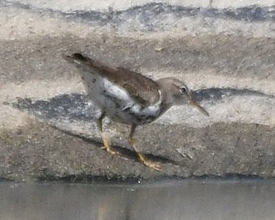 Spotted Sandpiper