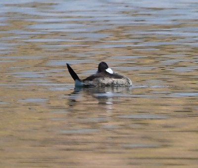 Ruddy Duck