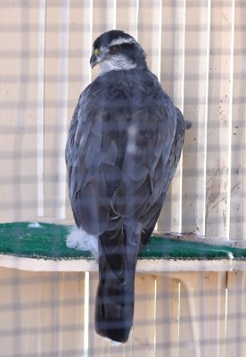 The Center housed a number of rescued birds and other animals with injuries that did not permit their return to the wild, like this Northern Goshawk.