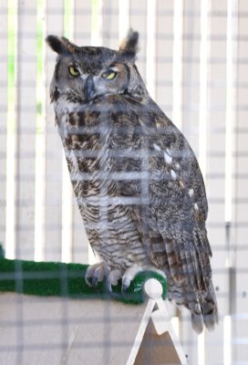 Great Horned Owl