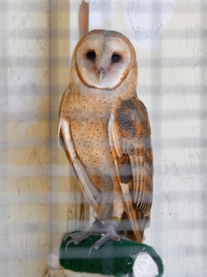 Barn Owl