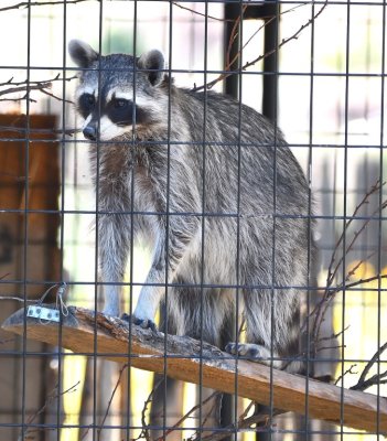 Raccoon