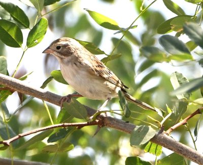 Immature Chipping Sparrow?