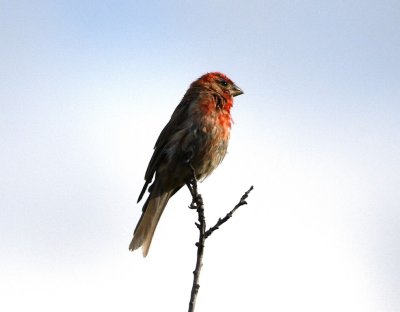 Male House Finch