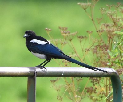 On the south edge of town, we found several more Black-billed Magpies.