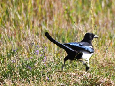 This Black-billed Magpie flew down to the shoulder of the highway.