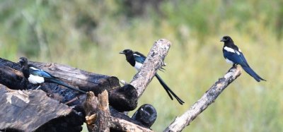 More magpies checked out a stack of burnt logs.