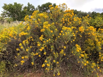 From the community of Ohkay Owingeh, we drove to the Purple Adobe Lavender Farm, where we met Kraettli, Kay, Kevin, Kent and Cheryl. This big yellow-flowering bush was on the perimeter of the lavender beds.