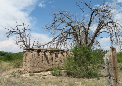 Abandoned adobe house and tree where we found the Lewis's Woodpecker