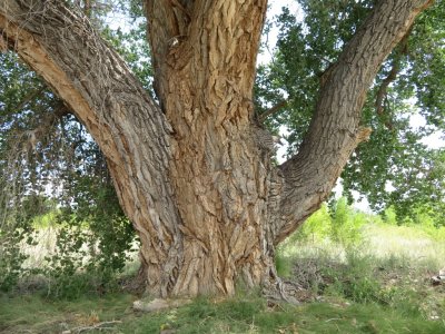 Big cottonwood tree outside of the community of Ohkay Owingeh