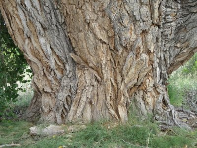 Close-up of the trunk and bark of the cottonwood tree