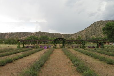 An arbor at the entrance to the lavender fields