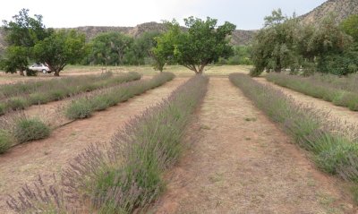 Rows of lavender