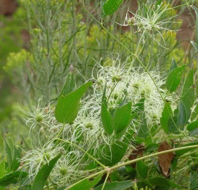 A bush (or vine?) along the road next to Rio Chama