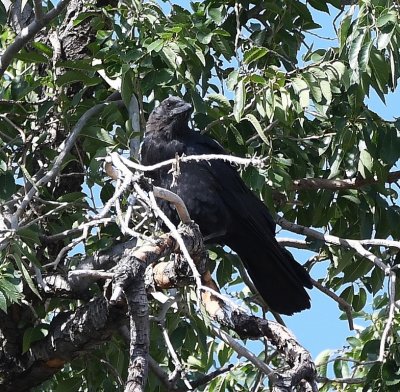We had seen many ravens on our trip, then this American Crow showed up, making noise at the condo.