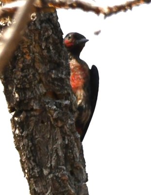Mary and I drove north out of Sante Fe to find a fishing lake near the community of Ohkay Owingeh. We never did find the lake, but we did see this Lewis's Woodpecker near an old adobe house on a back road near there.