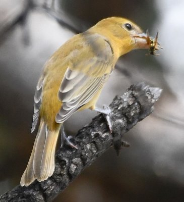 Summer Tanager eating a wasp