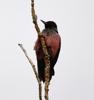Lewis's Woodpecker in a tall cottonwood tree along Rio Chama
