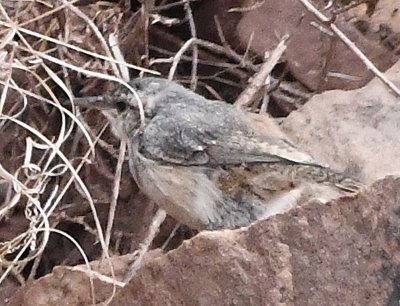 The first bird we found, hopping among the rocks just below the dam, was this Rock Wren.