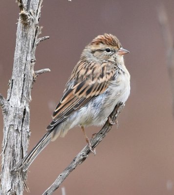 Chipping Sparrow, in a tree along Rio Chama, below the Abiquiu Lake dam