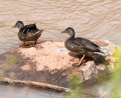 A couple of Mallards at the edge of Rio Chama