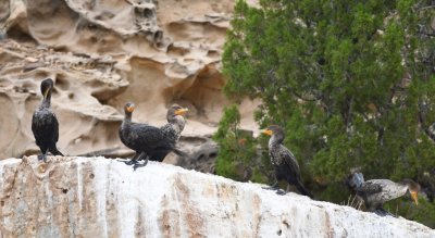 We had noticed some Double-crested Cormorants flying up and down the river below the dam, then found this perching rock parther downstream with several of them resting on it.