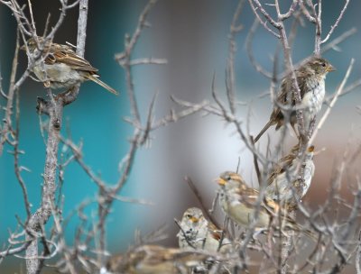 These House Sparrows were still drying out from the rain that had fallen before we arrived.