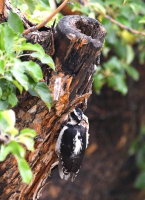 Female Hairy Woodpecker, investigating a hole in a stump
