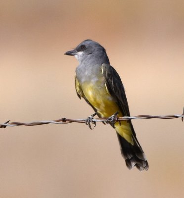 Cassin's Kingbird on the fence along the highway as we headed back to Santa Fe
