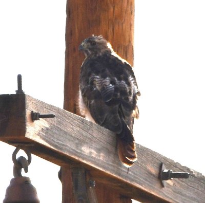 Red-tailed Hawk on a power pole along NM SH 84