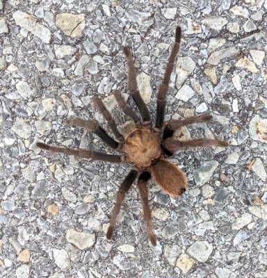 We turned onto the road to Quanah Parker Lake and found this tarantula.